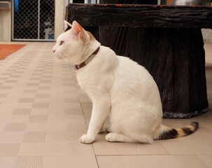 A white cat is sitting and watching the flying birds.