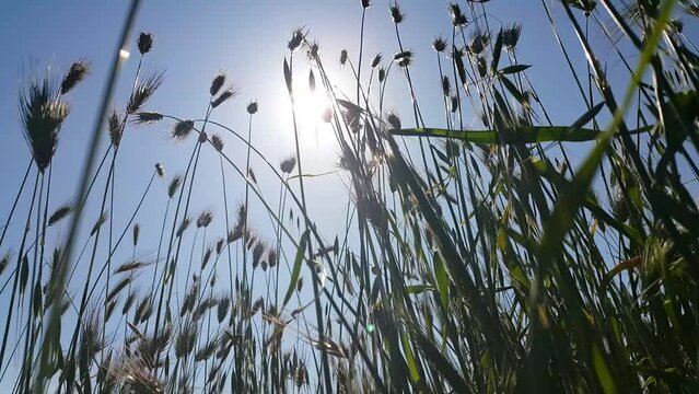 Sunny and Blue sky spikes swaying in the wind