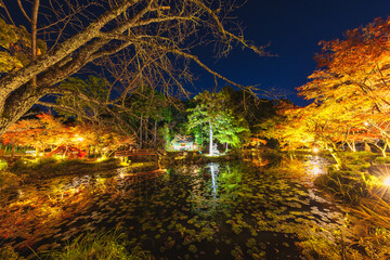 大原野神社　紅葉ライトアップ(京都府京都市西京区)