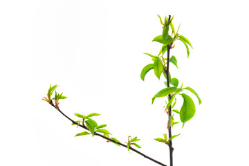 young green leaves on a branch in early spring, branches of a plant with blooming buds isolate on a white background
