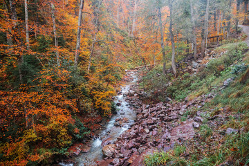 Autumn landscape with a forest waterfall.