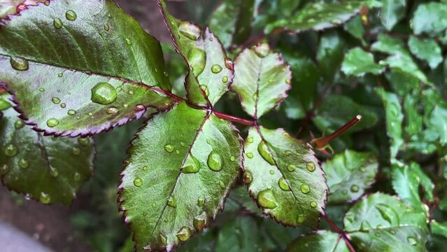 water drops on a leaf. Raindrops on rose leaves. Rose petals.