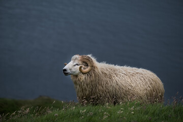 Un mouton shetland aux îles Féroé dans les herbes