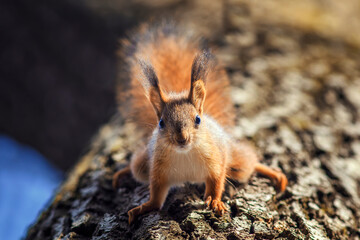 Naklejka na ściany i meble cute fluffy squirrel walks down the trunk of a tree in the park