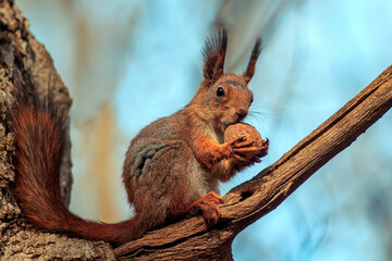 cute fluffy squirrel sitting on a tree and gnawing a large walnut