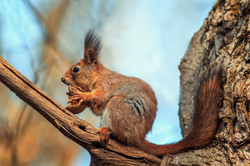 cute fluffy a squirrel sits on a tree and nibbles a large walnut