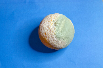 Moldy orange big orange on a blue background