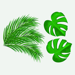Fototapeta na wymiar Collection of vector isolated monstera and palm leaves. Colorful flat illustration.