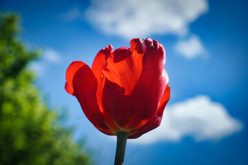 Single red tulip in garden, side view