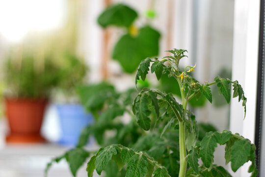 Tomato plant in bloom on the glazed balcony. Growing self-pollinating vegetables at home. Window farm