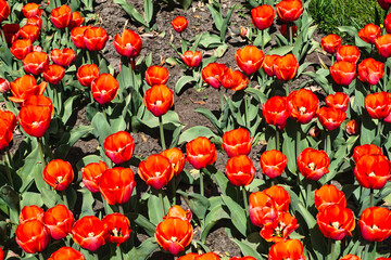 Many red tulip flowers in garden - top view