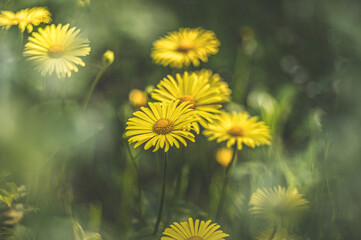 piękne żółte kwiaty na zielonej łące
