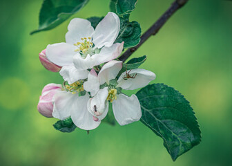 kwitnące kwiaty jabłoni na głązce © Henryk Niestrój