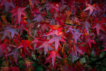 Close-up view of red maple leaves.