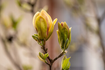 zielone kwiaty magnolii na rozmytym tle w naturze © Henryk Niestrój