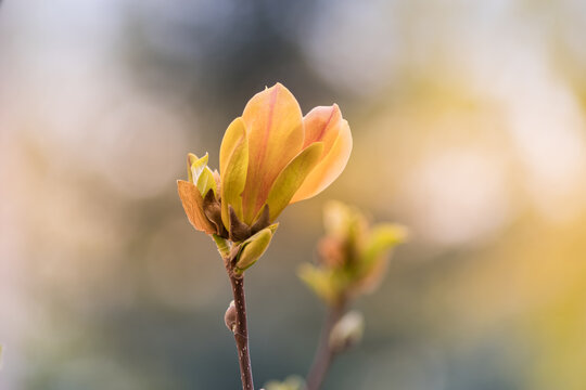 zielone kwiaty magnolii na rozmytym tle w naturze