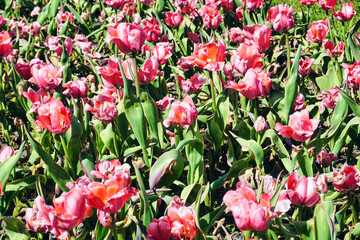 Many pink tulips in garden