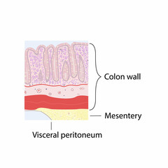 morphology of colon under a microscope, illustration, vector