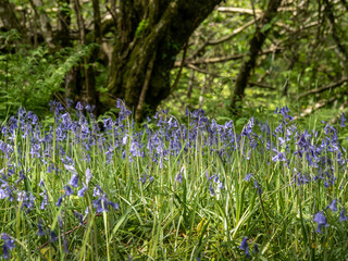Spring woodland, Devon, UK. With English bluebells.