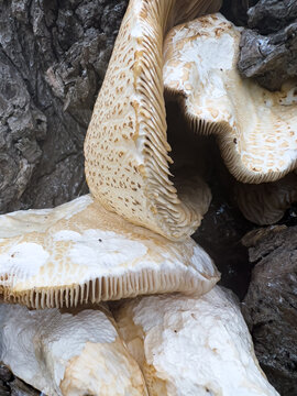A selective focus shot of a group of giant mushrooms growing on the bark of a weeping tree, macro