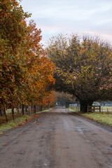 Autumn foliage around the empty rural road.