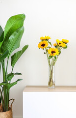 Beautiful bright yellow sunflower (Helianthus) lighting up home interior, in a glass vase, on wooden cabinet besides a Giant White Bird of Paradise Plant (Strelitzia nicolai)
