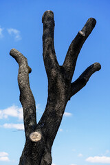 Dead tree against the blue sky. The tree is heavily pruned and is located in a busy city