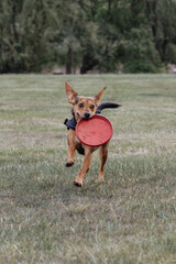 dog running in the park