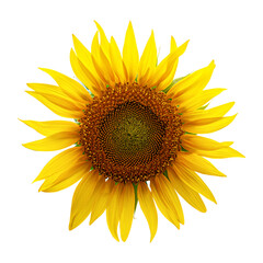 Sunflower isolated on white background with clipping path