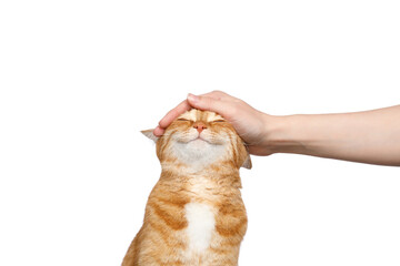 Portrait of a woman's hand stroking a ginger cat with smile on Isolated white background - Powered by Adobe