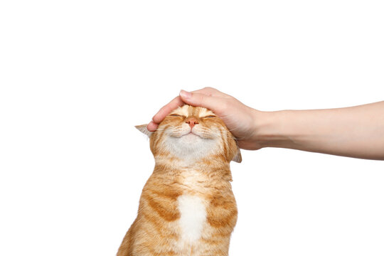 Portrait of a woman's hand stroking a ginger cat with smile on Isolated white background