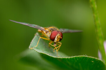 Schwebfliege (Syrphidae) sitzt auf einem Blatt