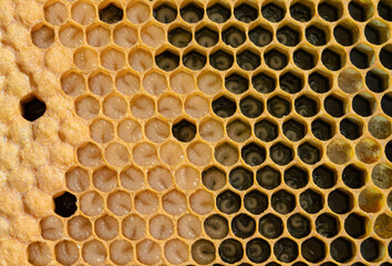 Honey Bee Brood Frame with Eggs, Larva, and Capped Brood