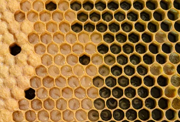 Foto op Aluminium Honey Bee Brood Frame with Eggs, Larva, and Capped Brood © MeganKobe