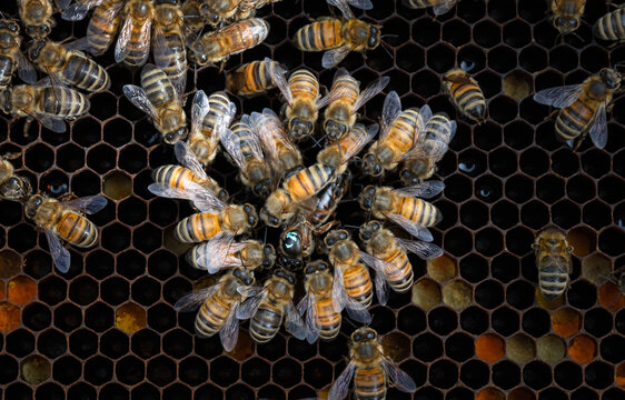 Queen Honey Bee Surrounded by her Attendants 