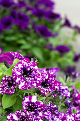 Multicolored purple and white petunia Night Sky close-up	