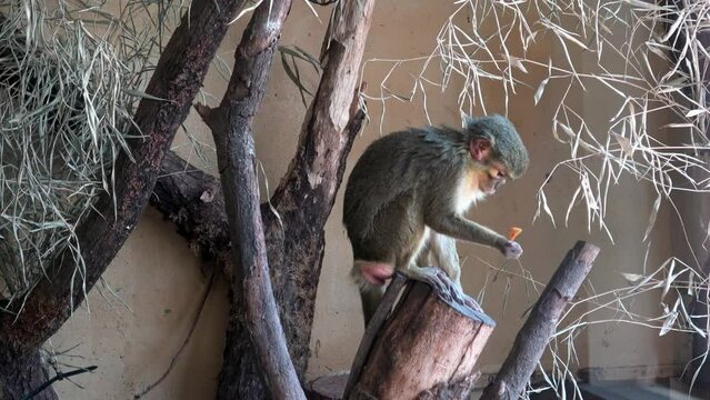 Northern talapoin monkey (Miopithecus ogouensis)