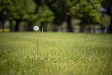 dandelion in grass