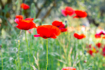 Fototapeta na wymiar Field of poppies in the countryside. Spring concept.