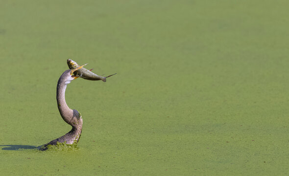 Oriental darter (Anhinga melanogaster) or snake bird catching big fish in water lake.