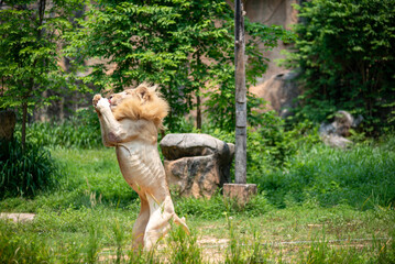 Male Lion jumping up in the Air