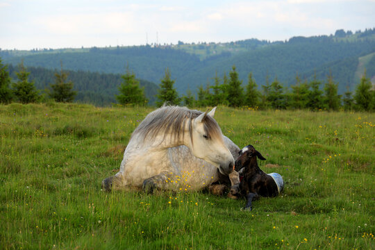 A white female of wild horse sit down after she gave birth to a young newborn foal horses on a grassy meadow surrounded by spruce forest at sunset in the Apuseni mountains, Romania