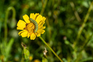 Close up of a worm on a yellow flower in the meadow in springtime.