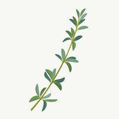 Branch of thyme. Vector colorful illustration.