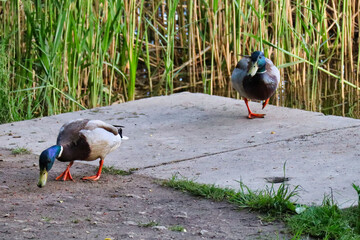 kaczki w jeziorze w Rybniku © Tomasz