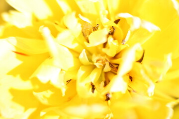 Kwiat żółty makro płatki - obrazy, fototapety, plakaty
