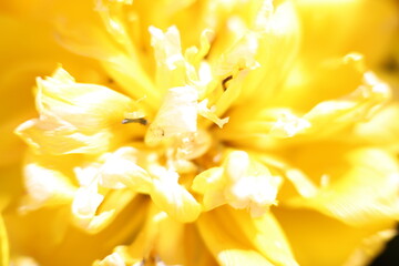 Kwiat żółty makro płatki - obrazy, fototapety, plakaty