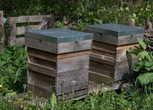 Two British National Beehives