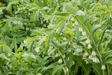 Focus on the Solomon's Seal plant in the front of the image. Diffuse background.