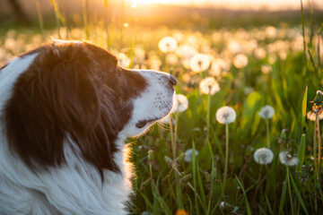 dog portrait in dandelion field at sunset